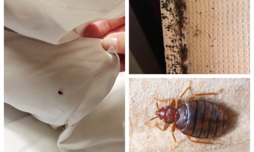collage showing bedbugs in bed on sheets and mattress