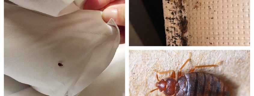 collage showing bedbugs in bed on sheets and mattress
