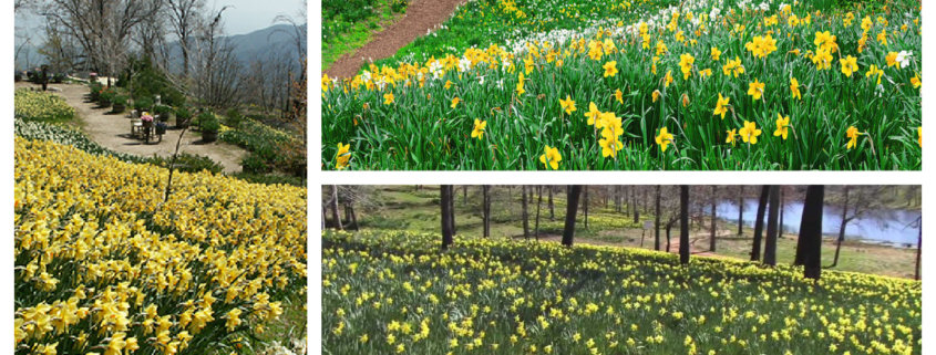 daffodil collage