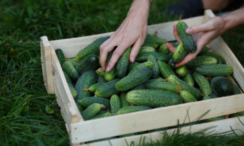 Cucumber and Harvest