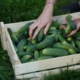 Cucumber and Harvest