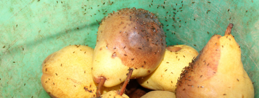 fruit flies on rotten pears