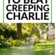 Pin - Get Rid of Creeping Charlie