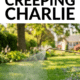 Pin - Get Rid of Creeping Charlie