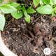 How to Reuse Coffee Grounds Outdoors in Your Garden
