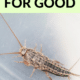 Pin - How to Get Rid of Silverfish for Good
