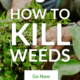 Pin - How to Kill Weeds