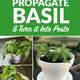 How to Propagate Basil and Turn it Into the Most Amazing Pesto