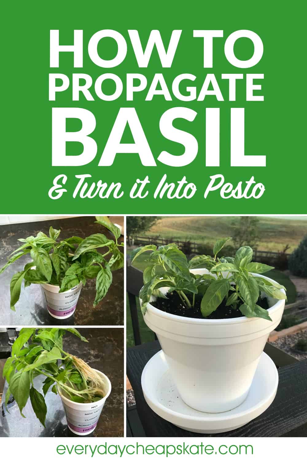 How to Propagate Basil and Make Fresh Homemade Pesto • Everyday Cheapskate