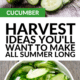 Pin - Cucumbers Galore