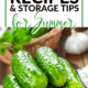 Pin - Cucumbers Galore