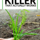 Pin - Hands Down The Best Weed Killer