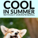 Pin - How to Keep Pets Cool in Summer Without Overspending