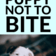Pin - How to Train a Puppy Not to Bite