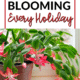 Pin - Keep Your Christmas Cactus Blooming Every Holiday