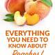 Peaches—Tips, Tricks, & My Grandmother’s Peach Cobbler