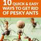 10 Quick and Easy Ways to Get Rid of Pesky Ants