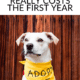 Pin - Pet Adoption