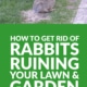 How to Get Rid of Rabbits Ruining Your Lawn and Garden