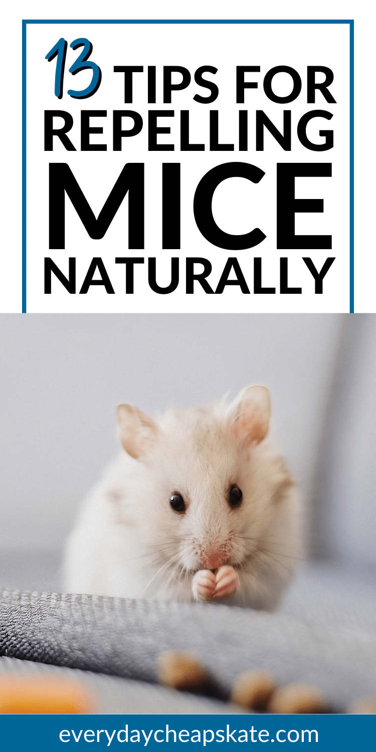 13 Simple Tips for Repelling Mice Naturally From Your Home • Everyday ...