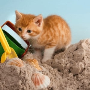 kitten-sandbox-toys