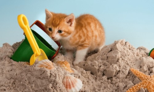 kitten-sandbox-toys