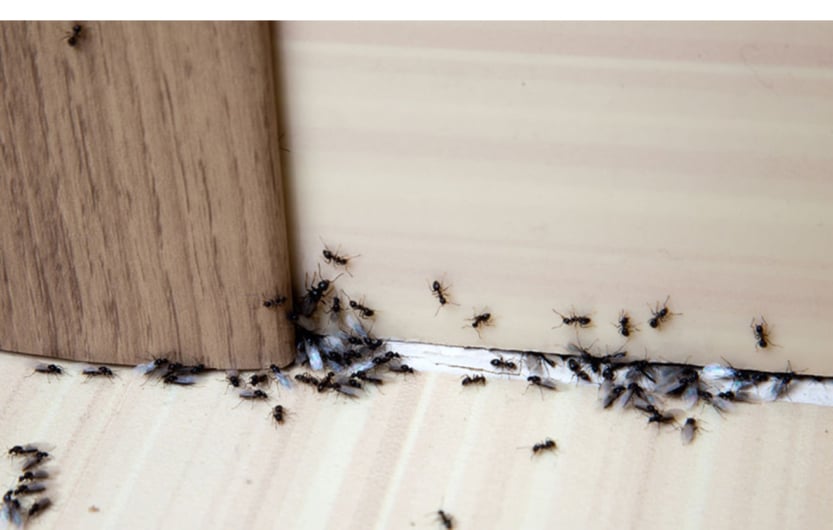ants marching into house