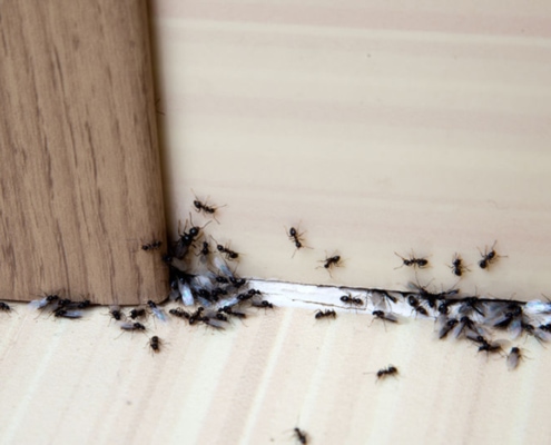 Ants getting into a house