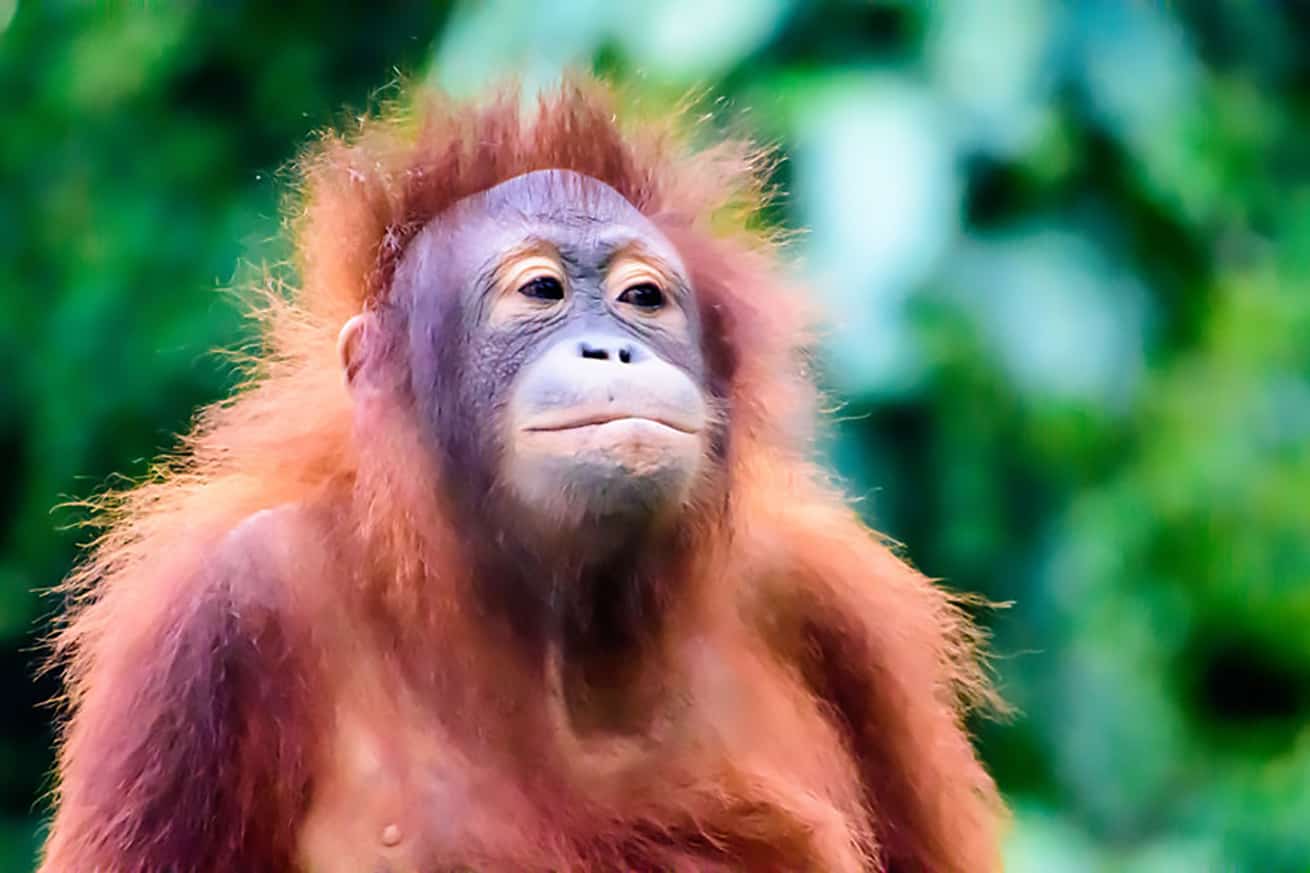 baby orangutan having a bad hair day