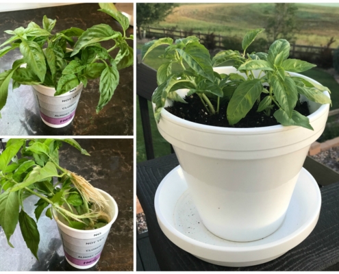 collage showing fresh basil being propgated in a paper cup then planted in a pot