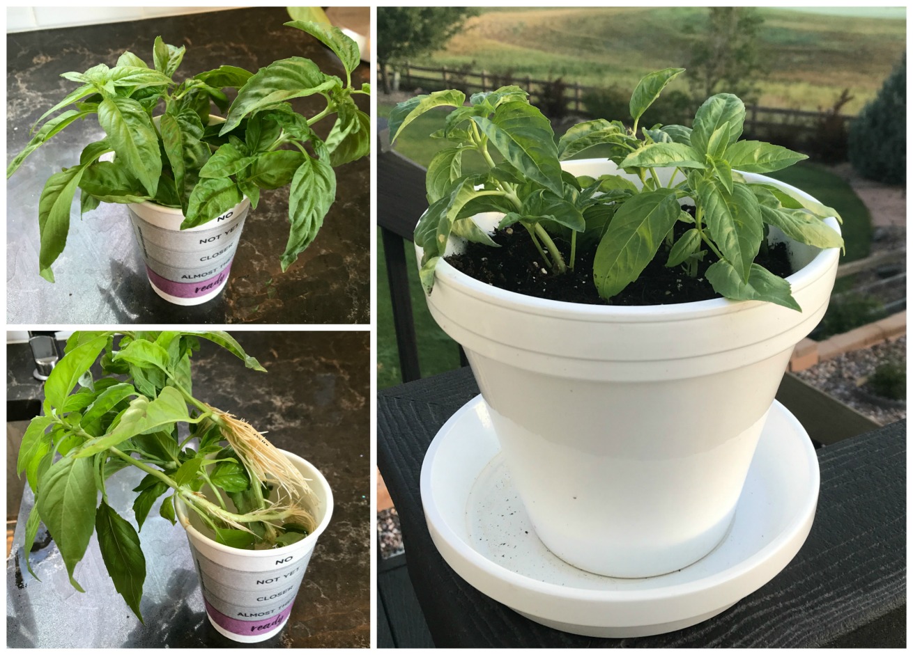 collage showing fresh basil being propgated in a paper cup then planted in a pot
