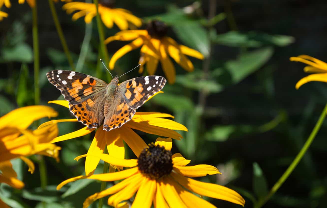 blackeyed susan butterfly