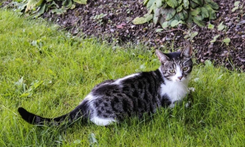 black and white cat lying in yard garden