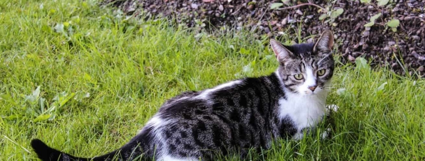 black and white cat lying in yard garden