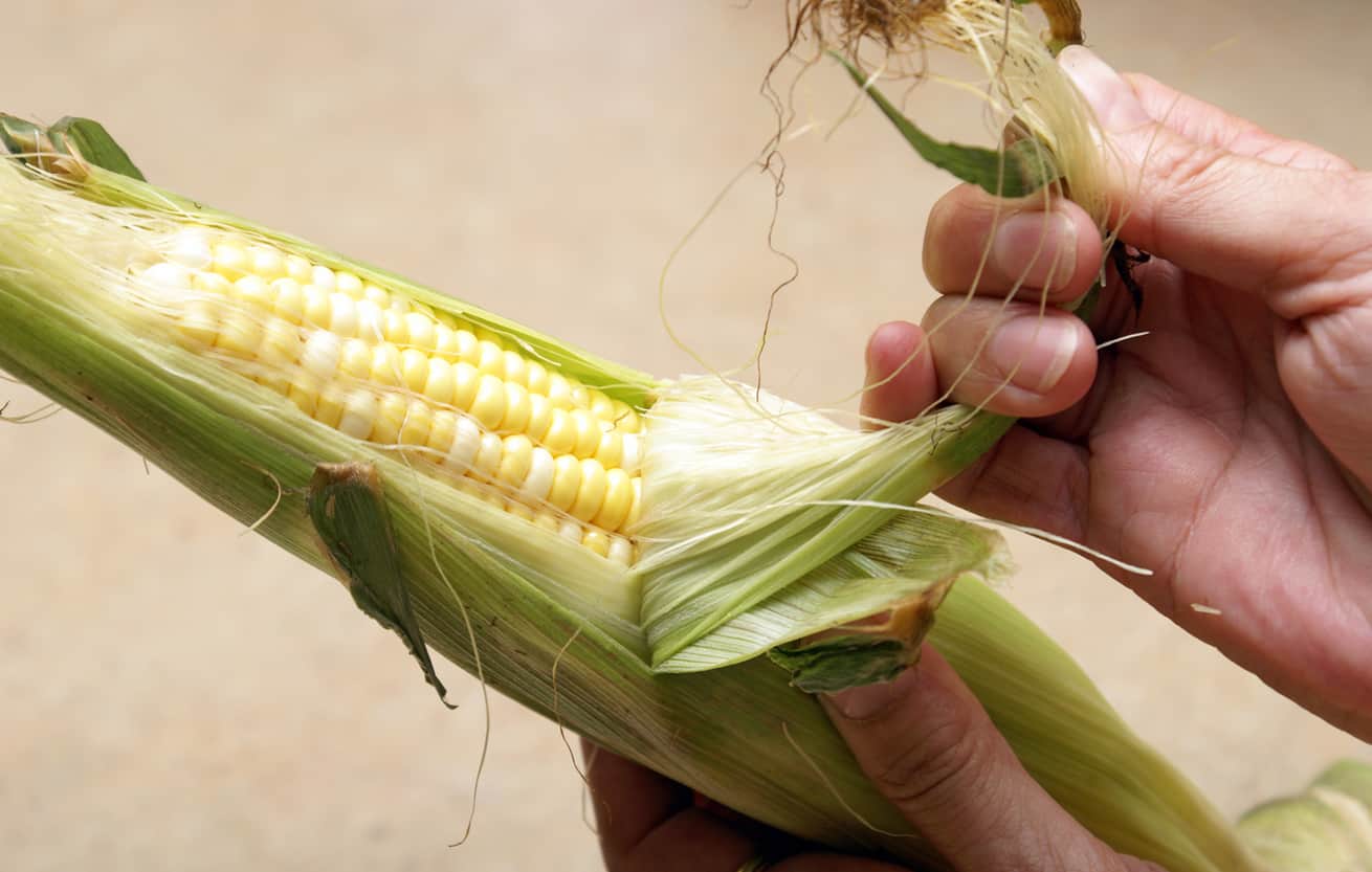 A woman husks an ear of fresh corn on the cob.
