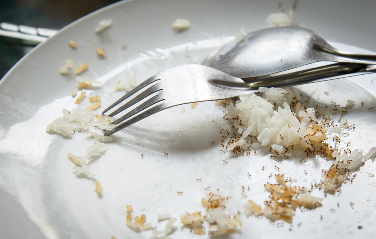 Ants eating food scraps on white plate