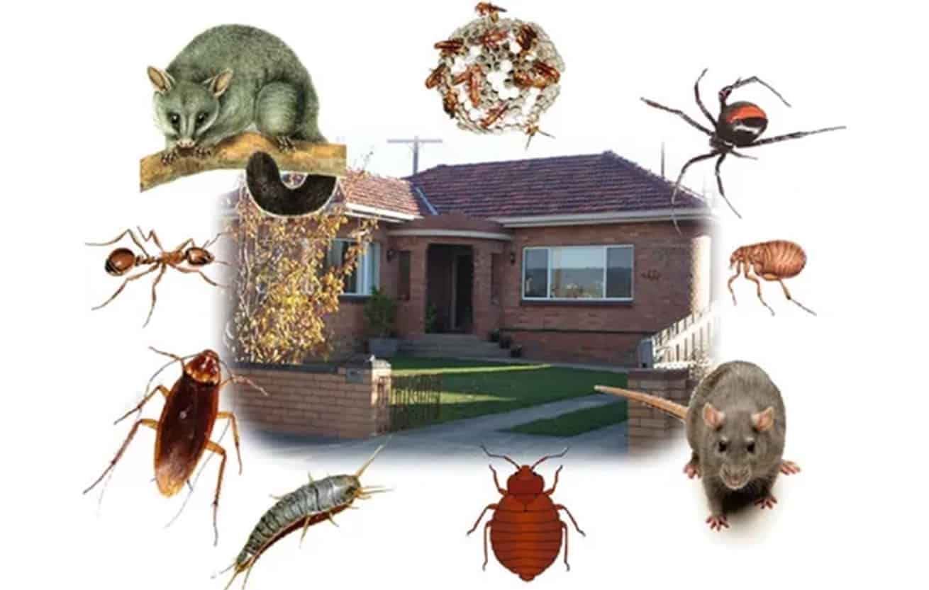 illustration of household pests and rodents encircling a red brick home