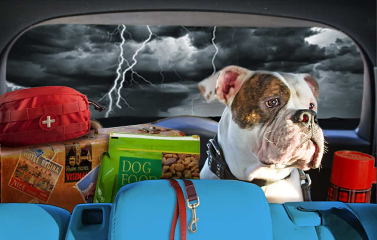 bull dog in back seat of car with emergency supplies in face of coming hurricane