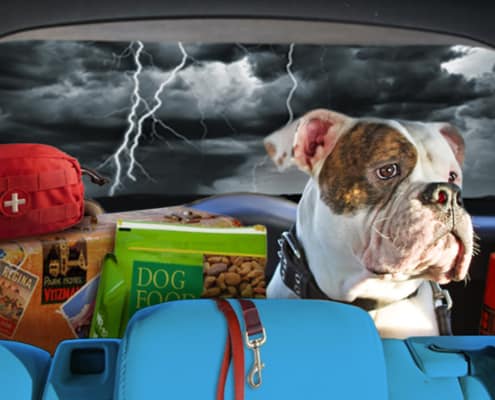 bull dog in back seat of car with emergency supplies in face of coming hurricane