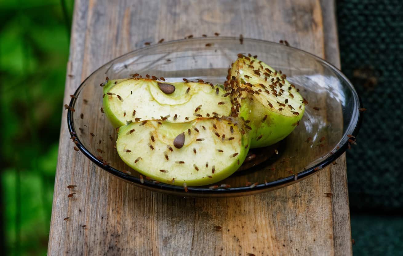 Fruit flies are feeding on cut apples on a saucer