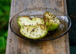Fruit flies are feeding on cut apples on a saucer