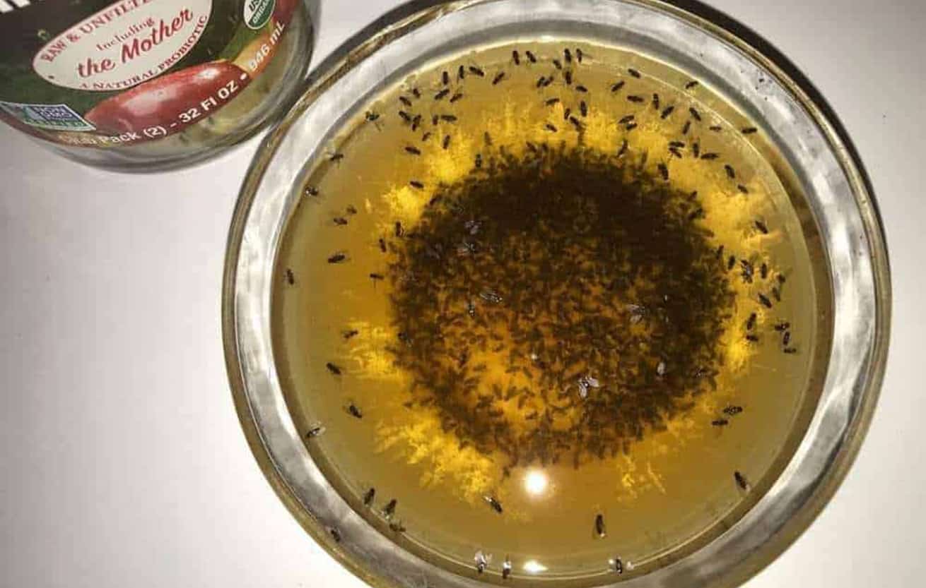 fruit flies in an ACV trap