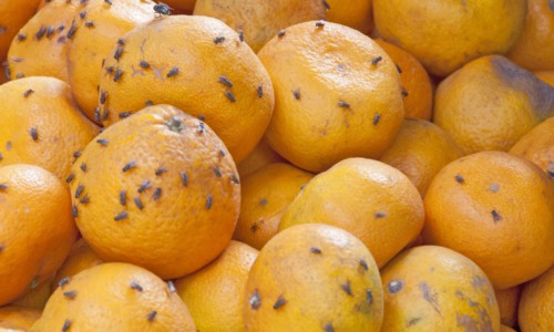 fruit flies on oranges