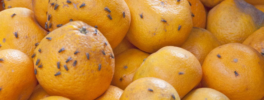 fruit flies on oranges