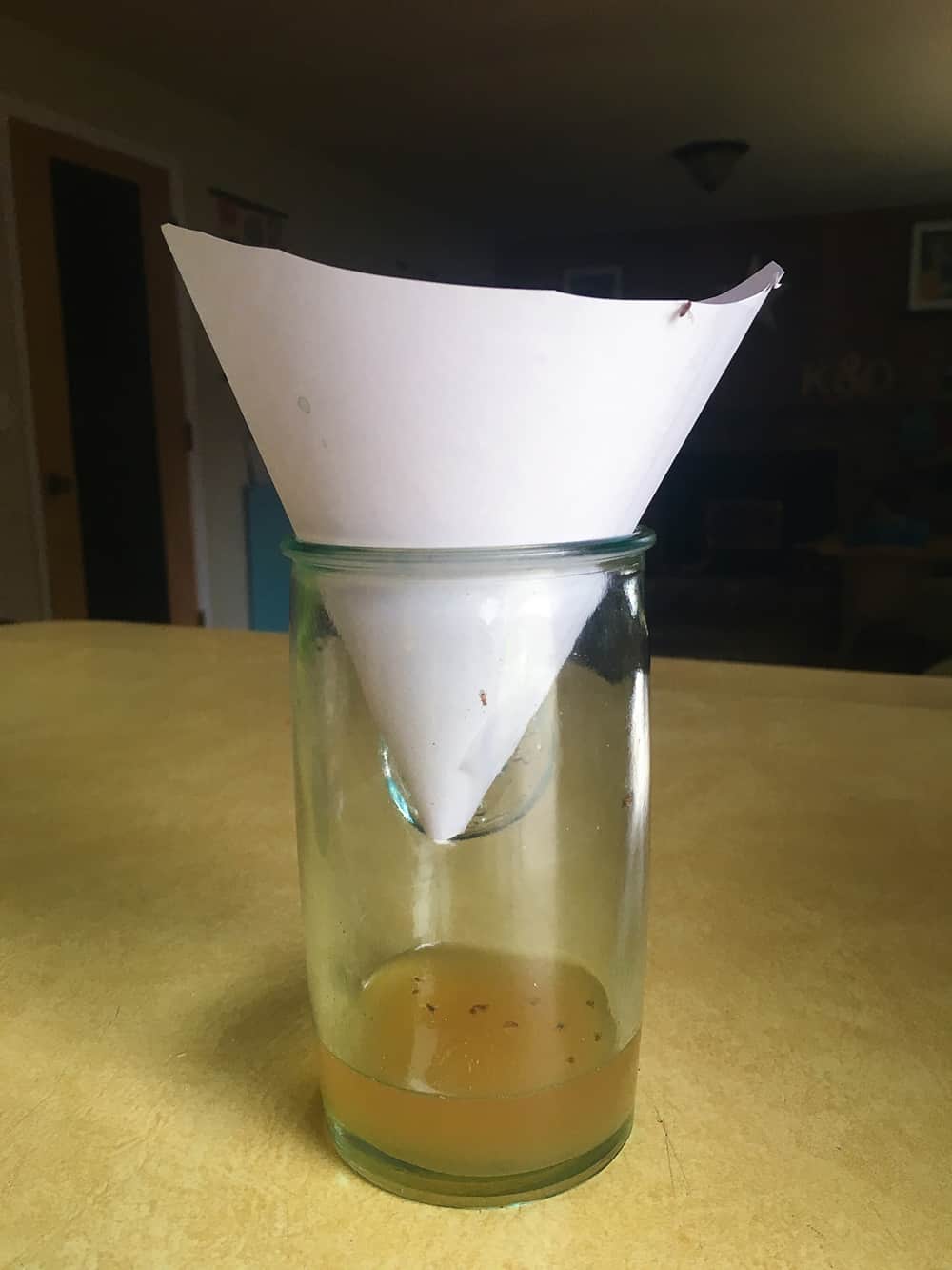 apple cider vinegar and a paper funnel inserted into a cup are used as an at home fruit fly trap