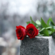 Red roses on grey granite tombstone outdoors. Funeral ceremony