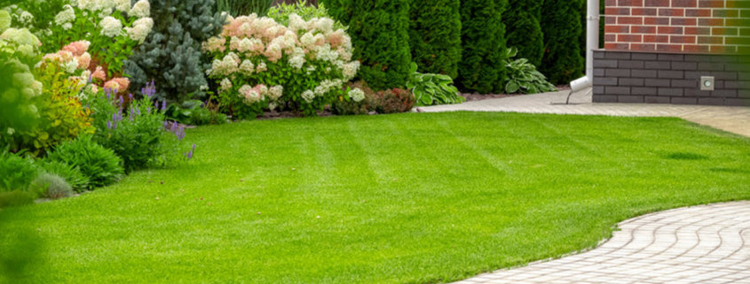 Homemade lawn fertilizer makes green grass of a private house.