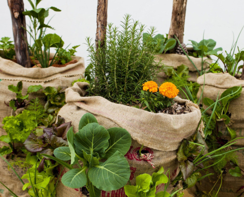 edible garden growing in burlap bags.