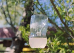 homemade wasp trap from empty plastic bottle hanging in a tree