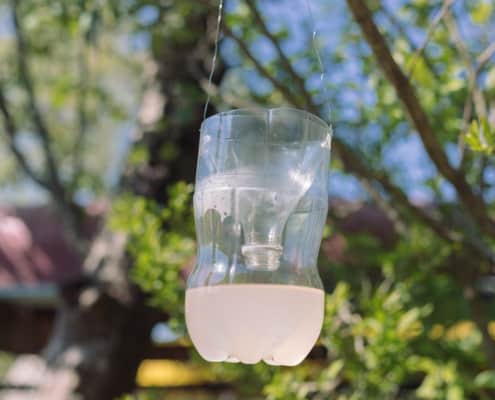 homemade wasp trap from empty plastic bottle hanging in a tree